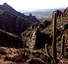 saguaro