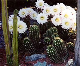 cactus 6