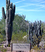 cacti