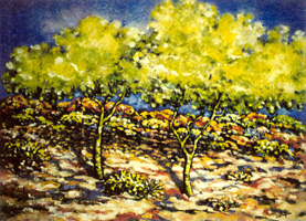 Palo Verde