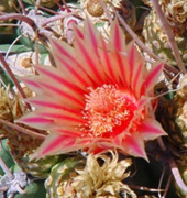 cactus flower