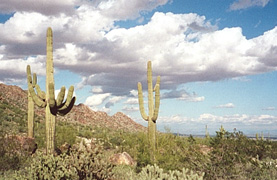 saguaros