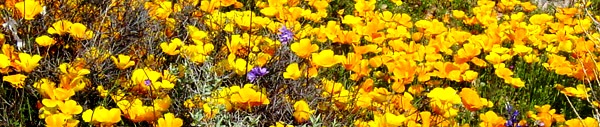 poppies